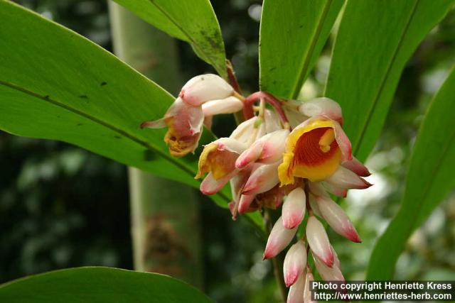 Photo: Alpinia zerumbet 3.