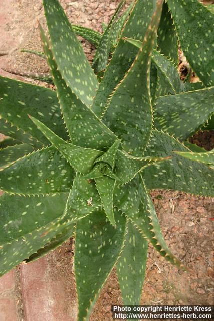 Photo: Aloe 3.