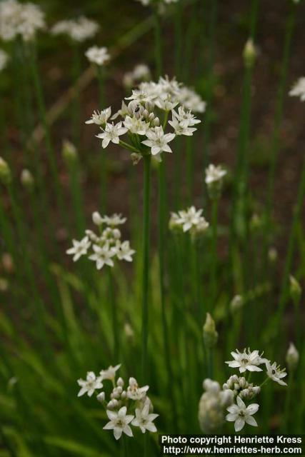 Photo: Allium tuberosum 1.