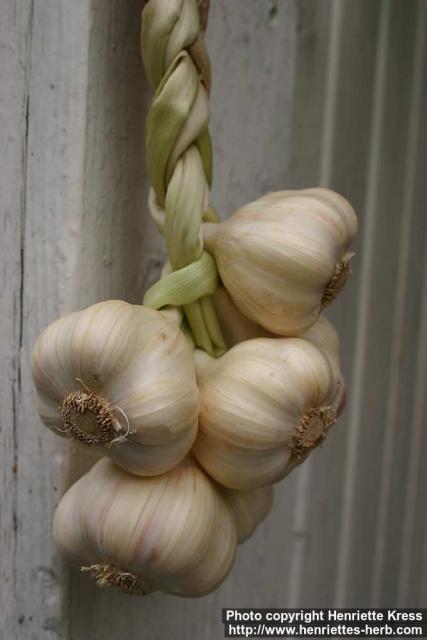 Photo: Allium sativum 17.