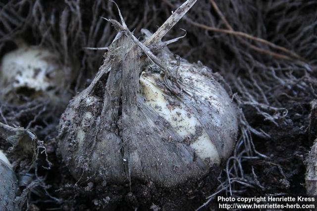 Photo: Allium ampeloprasum 1.