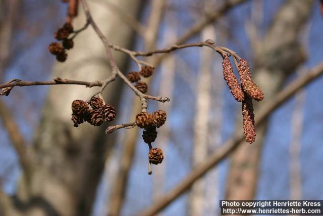 Photo: Alnus incana 7.