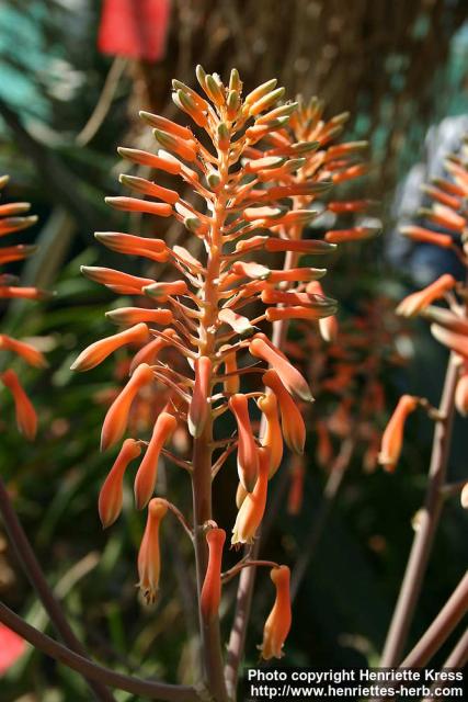 Photo: Aloe maculata.