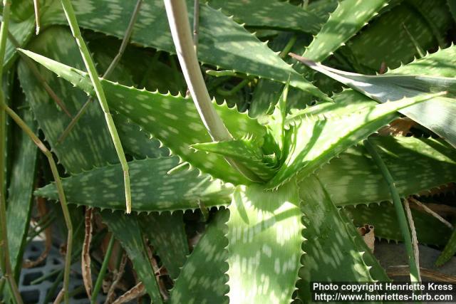 Photo: Aloe maculata 1.