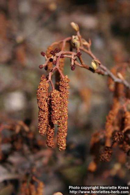 Photo: Alnus glutinosa 7.