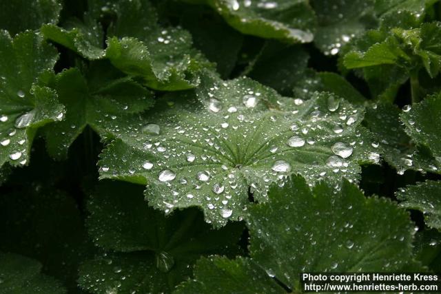 Photo: Alchemilla mollis 1.