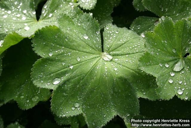 Photo: Alchemilla mollis 2.