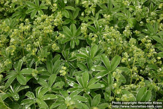 Photo: Alchemilla alpina 3.