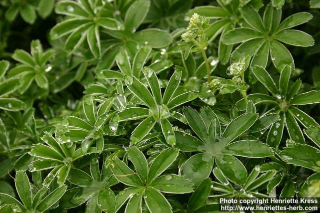 Photo: Alchemilla alpina 4.