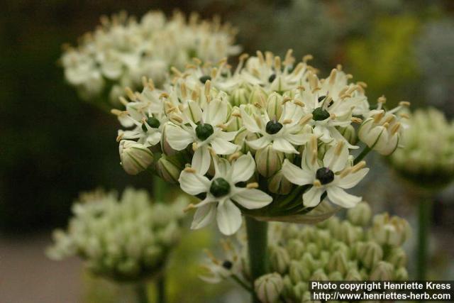 Photo: Allium nigrum.