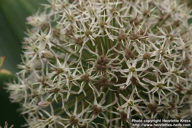 Photo: Allium karataviense 2.