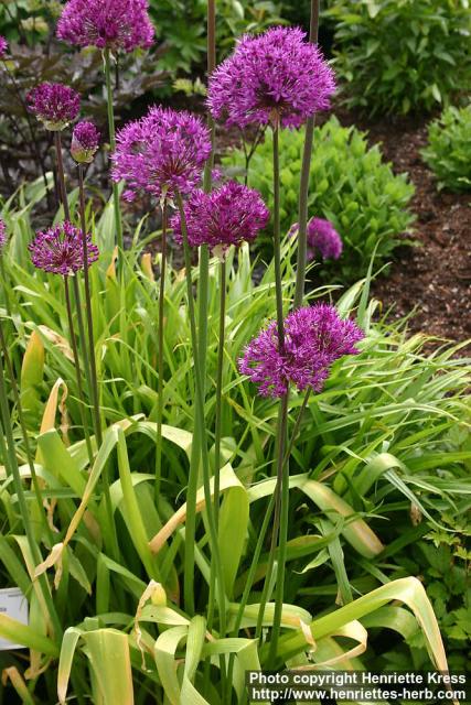 Photo: Allium aflatunense.