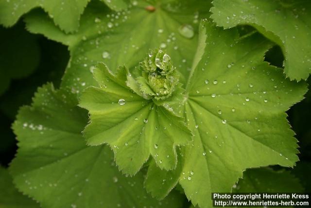 Photo: Alchemilla mollis 4.