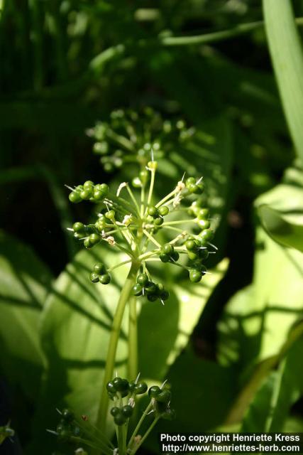Photo: Allium ursinum 1.