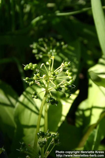 Photo: Allium ursinum 1.