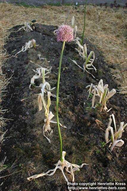 Photo: Allium ampeloprasum 2.