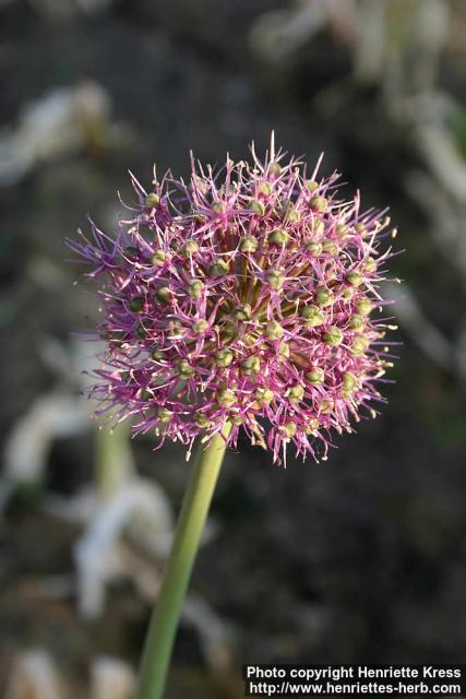 Photo: Allium ampeloprasum 3.