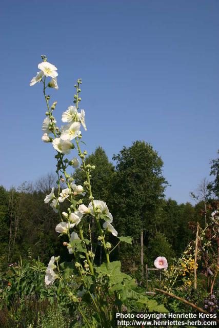 Photo: Alcea rosea 15.