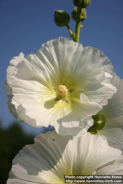 Photo: Alcea rosea 17.