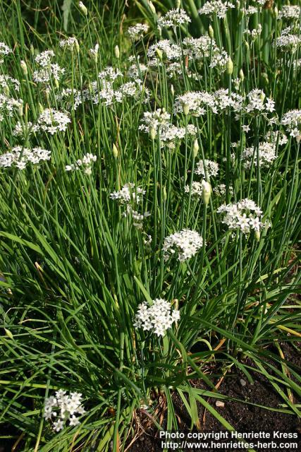 Photo: Allium tuberosum 4.