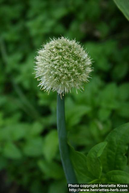 Photo: Allium fistulosum 3.