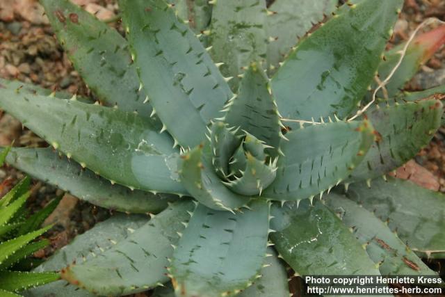 Photo: Aloe peglerae.