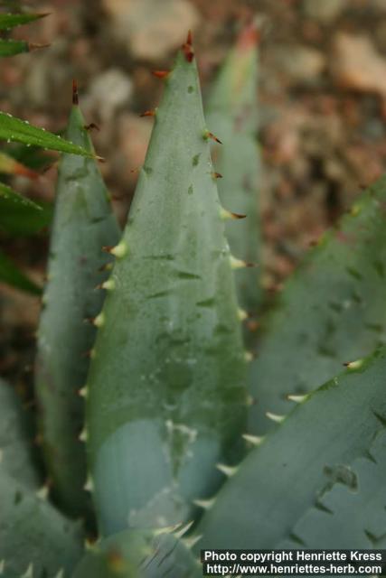 Photo: Aloe peglerae 1.