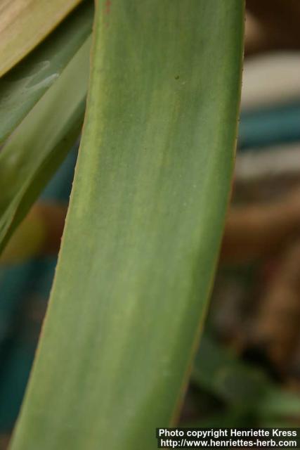 Photo: Aloe plicatilis 1.