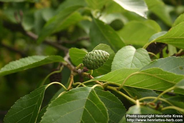 Photo: Alnus japonica 2.