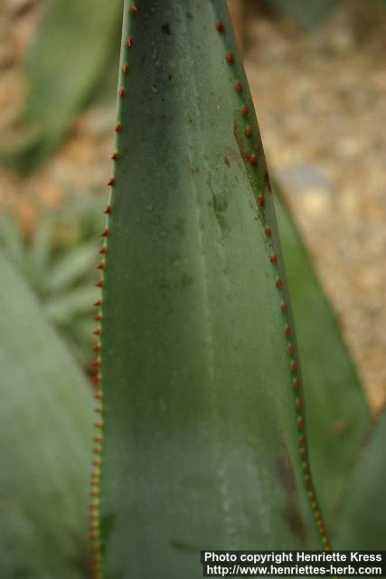 Photo: Aloe marlothii 5.