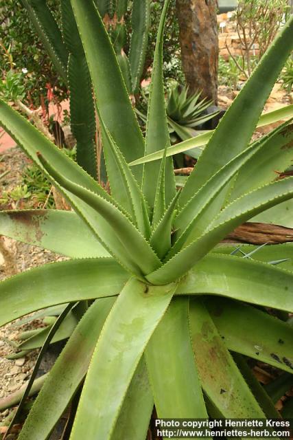 Photo: Aloe reitzii.