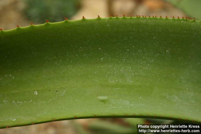 Photo: Aloe reitzii 1.