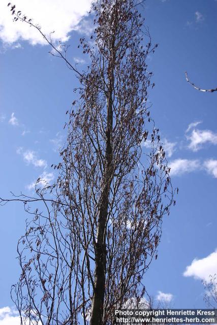 Photo: Alnus glutinosa 8.