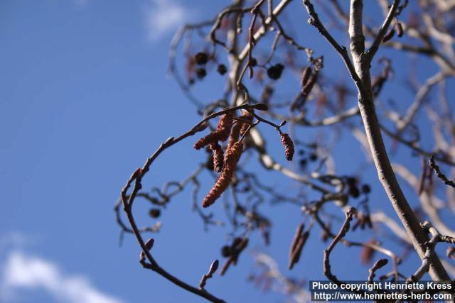 Photo: Alnus glutinosa 9.