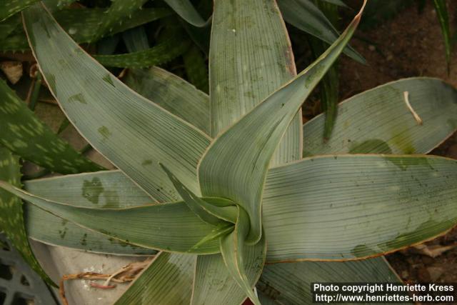 Photo: Aloe striata.