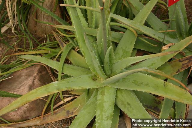 Photo: Aloe vera 8.