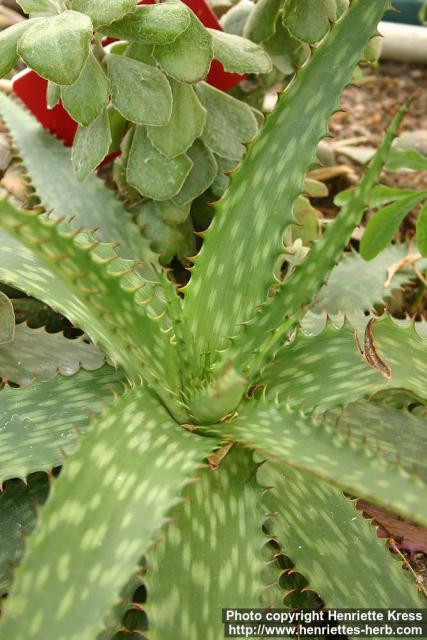 Photo: Aloe greatheadii.