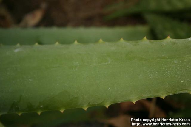 Photo: Aloe vera 10.