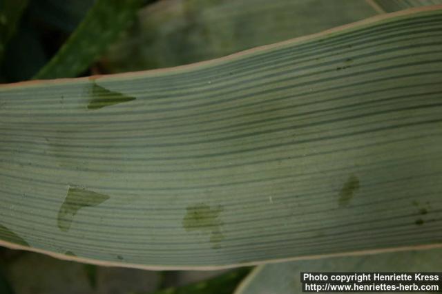 Photo: Aloe striata 2.