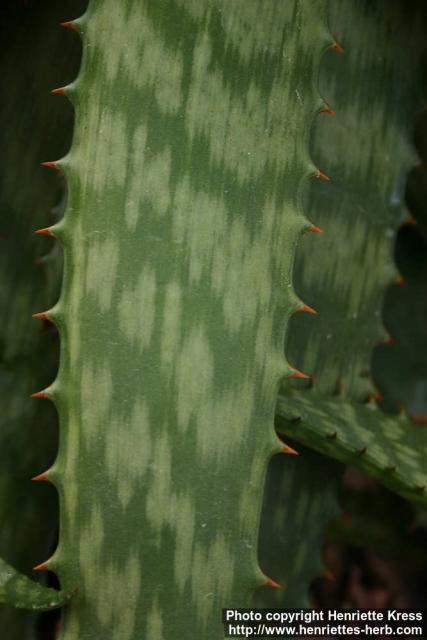 Photo: Aloe grandidentata 1.