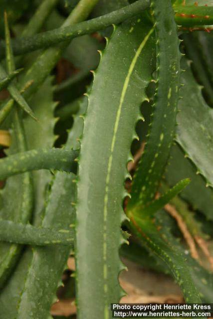 Photo: Aloe maculata 5.