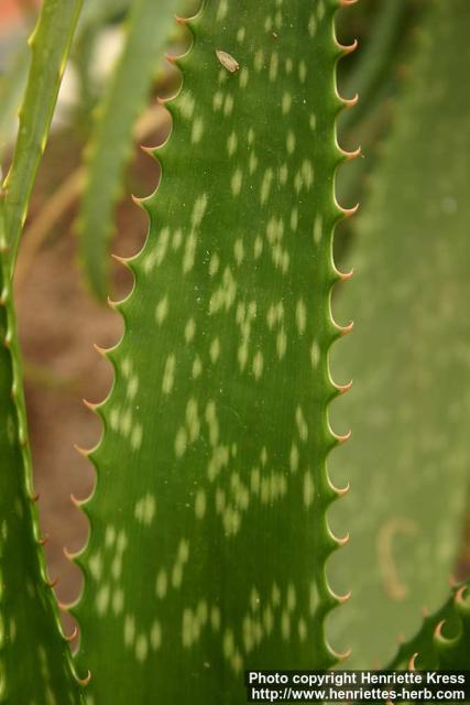 Photo: Aloe pruinosa 1.