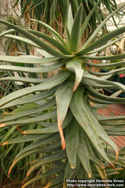 Photo: Aloe dichotoma.