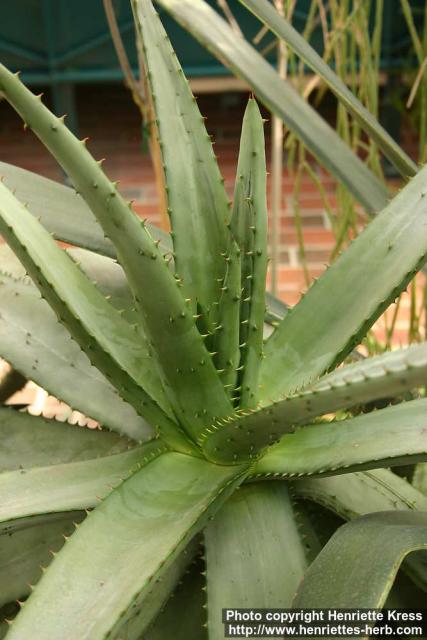 Photo: Aloe marlothii.