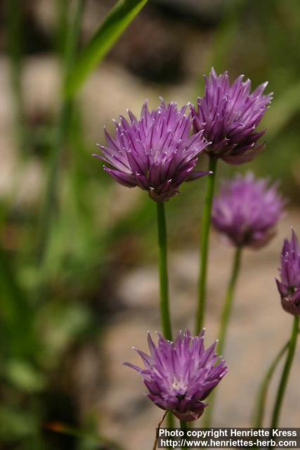 Photo: Allium schoenoprasum 7.