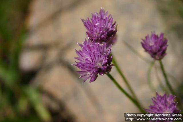 Photo: Allium schoenoprasum 8.