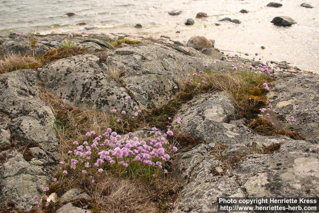 Photo: Allium schoenoprasum 12.