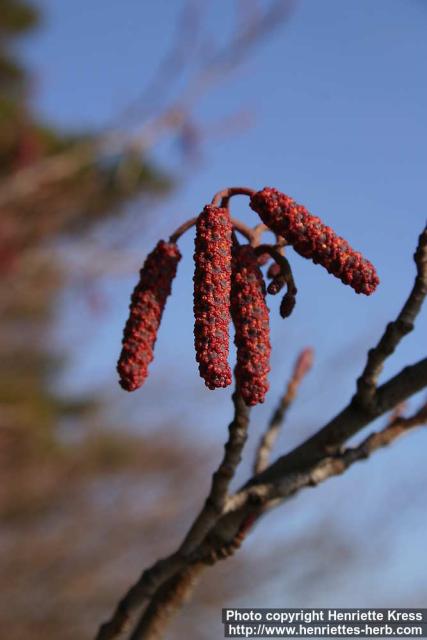 Photo: Alnus glutinosa 12.