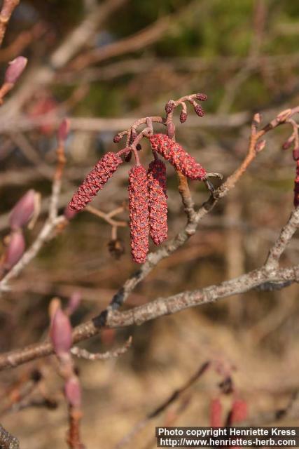 Photo: Alnus glutinosa 13.