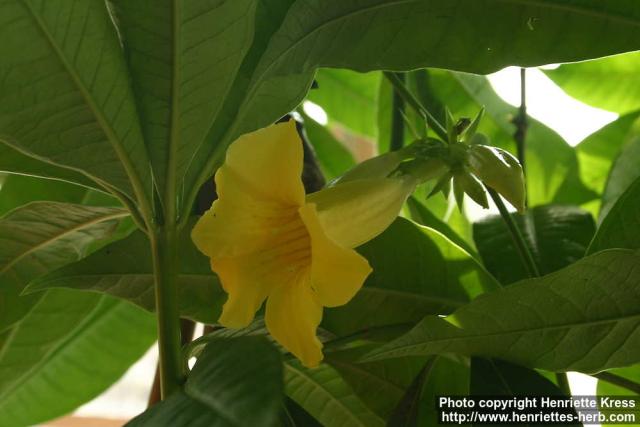 Photo: Allamanda puberula 0.